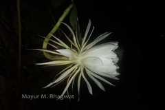 Epiphyllum oxypetalum